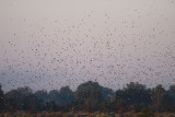 Tree Swallows