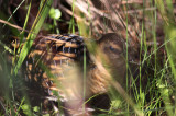 Yellow Rail