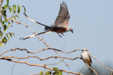 Scissor-tailed Flycatchers