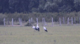 Maguari Storks