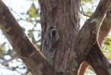 White-fronted Woodpecker