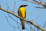 Boat-billed Flycatcher