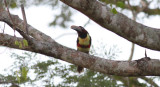 Chestnut-eared Aracari