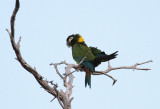 Golden-collared Macaw