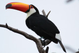 Toco Toucan