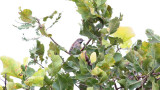 Chotoy Spinetail