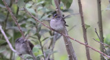 Grassland Sparrow