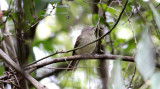 Fuscous Flycatcher