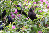 Giant & Shiny Cowbirds