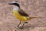 Great Kiskadee