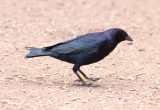 Shiny Cowbird