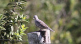 Picui Ground-Dove