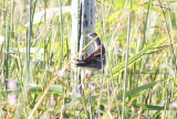 Azure Gallinule