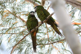 Red-shouldered Macaws