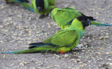 Black-hooded (Nanday)  Parakeets