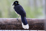 Plush-crested Jay