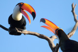 Toco Toucans