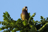 Scaly-headed Parrot