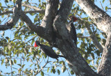 Lineated Woodpeckers