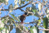 Crested Becard