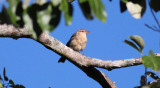 Thrush-like Wren