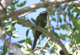 Blaze-winged Parakeet