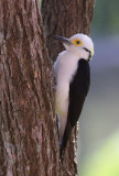 White Woodpecker