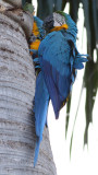 Blue-And-Yellow Macaws