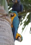 Blue-And-Yellow Macaws