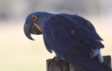 Hyacinth Macaw