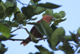 Gray-crested Cacholote