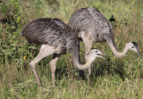 Greater Rheas