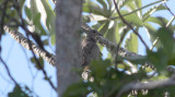 Eared Dove