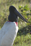 Jabiru