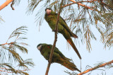 Red-shouldered Macaws