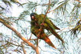 Blue-crowned Parakeets