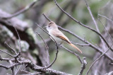 Dusky-capped Flycatcher