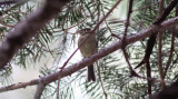 Cordilleran Flycatcher