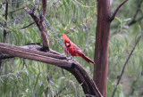 Northern Cardinal