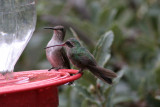 Black-chinned & Broad-billed Hummingbirds