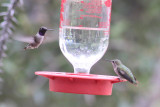 Black-chinned & Annas Hummingbirds