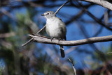 Plumbeous Vireo