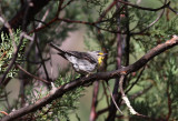 Graces Warbler