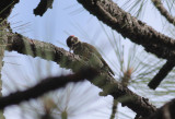 Arizona Woodpecker