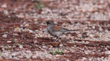 Yellow-eyed Junco