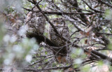 Spotted Owl