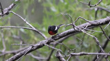 Painted Redstart