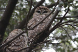 Spotted Owls