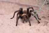 Tarantula sp.