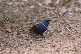 Blue Grosbeak